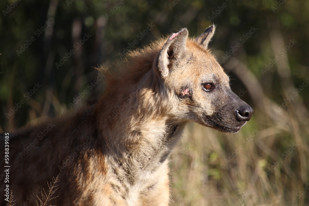 Tüpfelhyäne / Spotted hyaena / Crocuta crocuta Tüpfelhyäne / Spotted hyaena / Crocuta crocuta