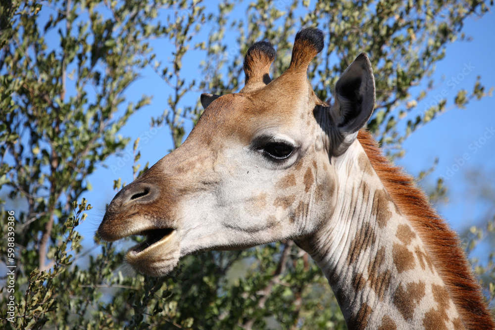 Fototapeta premium Giraffe / Giraffe / Giraffa camelopardalis
