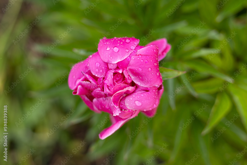 Pfingstrose Pfingstrose