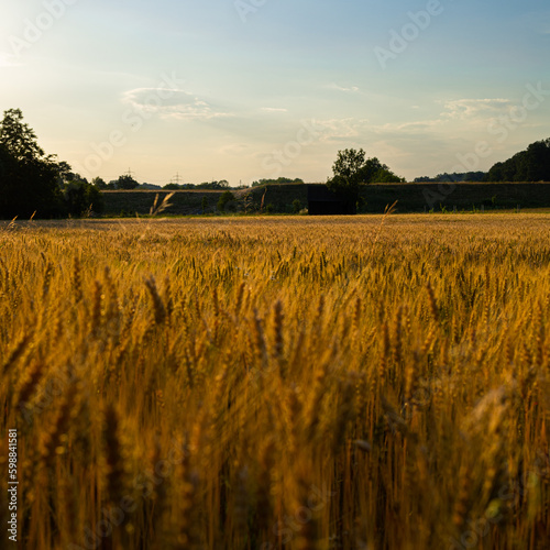 Weizenfeld