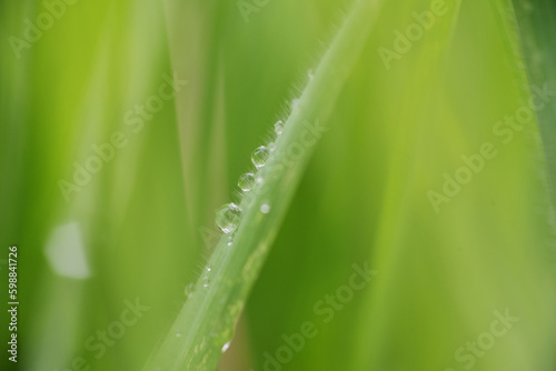 texture creata dall'erba e da gocce d'acqua