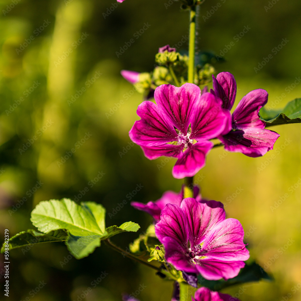 Obraz premium Rosa Blüte