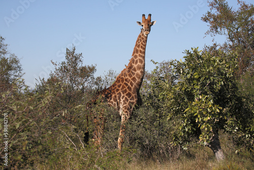 Photography Giraffe / Giraffe / Giraffa camelopardalis