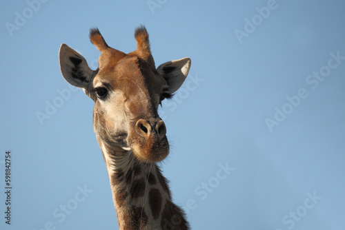 Photography Giraffe / Giraffe / Giraffa camelopardalis