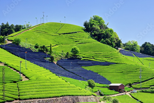 和束町石寺地区の茶畑