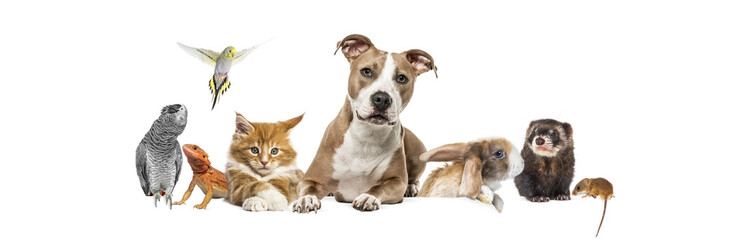 Group of pets leaning together on a empty web banner to place text.   Cats, dogs, rabbit, ferret, rodent, reptile, bird