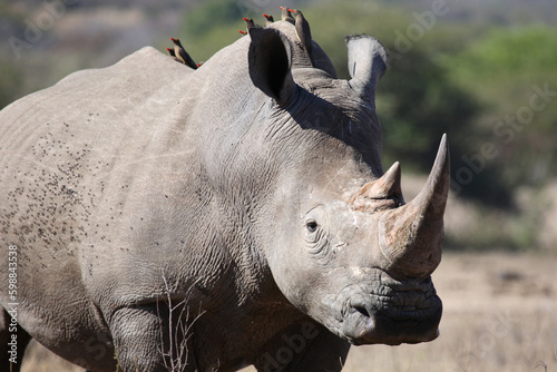 Schilderij op canvas Breitmaulnashorn und Rotschnabel-Madenhacker / Square-lipped rhinoceros and Red-
