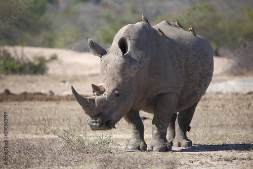 Breitmaulnashorn und Rotschnabel-Madenhacker   Square-lipped rhinoceros and Red-billed oxpecker   Ceratotherium simum et Buphagus erythrorhynchus