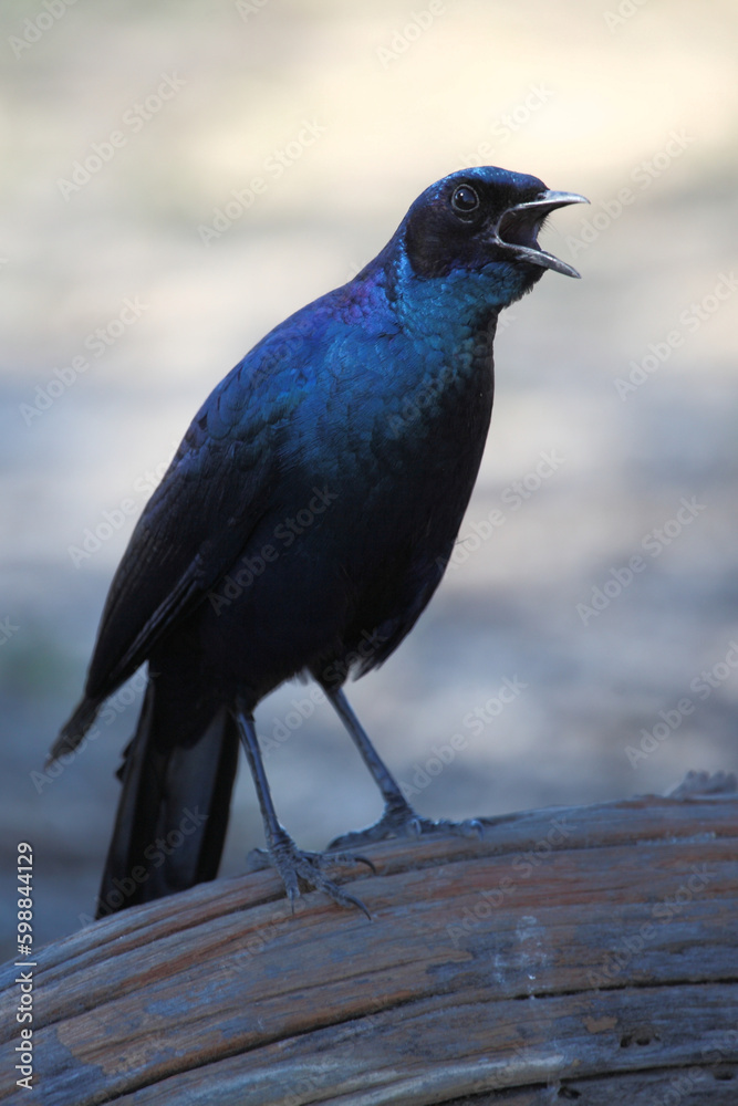 Obraz premium Riesenglanzstar / Burchell's starling / Lamprotornis australis