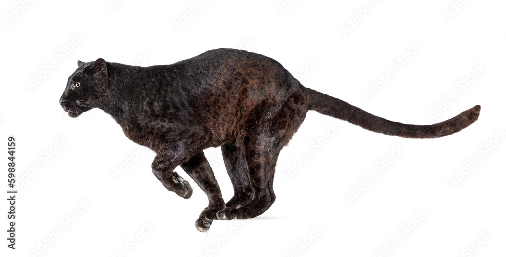 Side view of a black leopard ready to leap, panthera pardus, isolated on white background Side view of a black leopard ready to leap, panthera pardus, isolated on white background