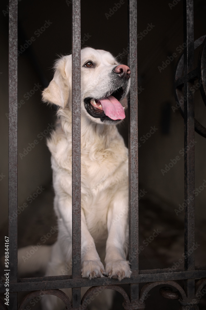 Portrait of a beautiful golden retriever