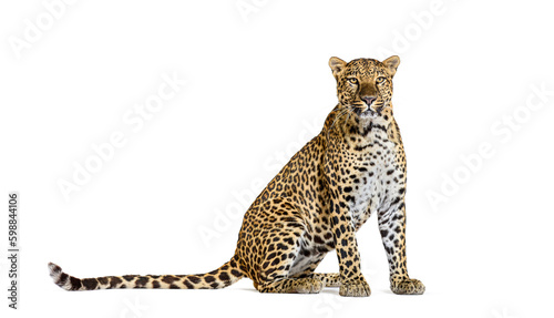 Spotted leopard standing in front and facing at the camera, isolated on white