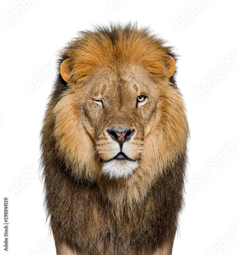 Fototapeta Naklejka Na Ścianę i Meble -  Portrait of a Male adult lion Winking at the camera, Panthera leo, isolated on white
