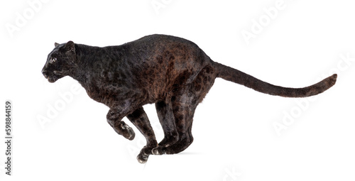 Side view of a black leopard ready to leap  panthera pardus  isolated on white background