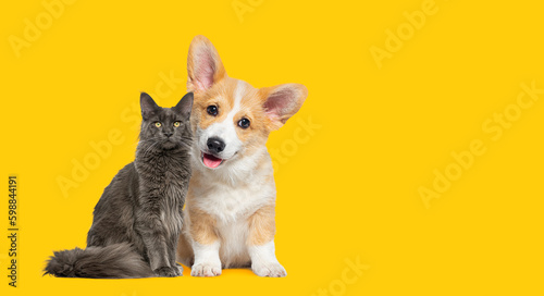 Canvas Print Cat and dog together, panting Puppy Welsh Corgi looking at camera and proud grey