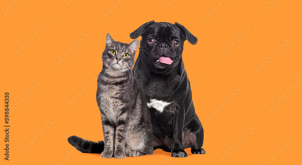 Obraz premium Dog and cat Sitting together. The pug is panting and look happy. both are looking at the camera. Isolated on oragne background