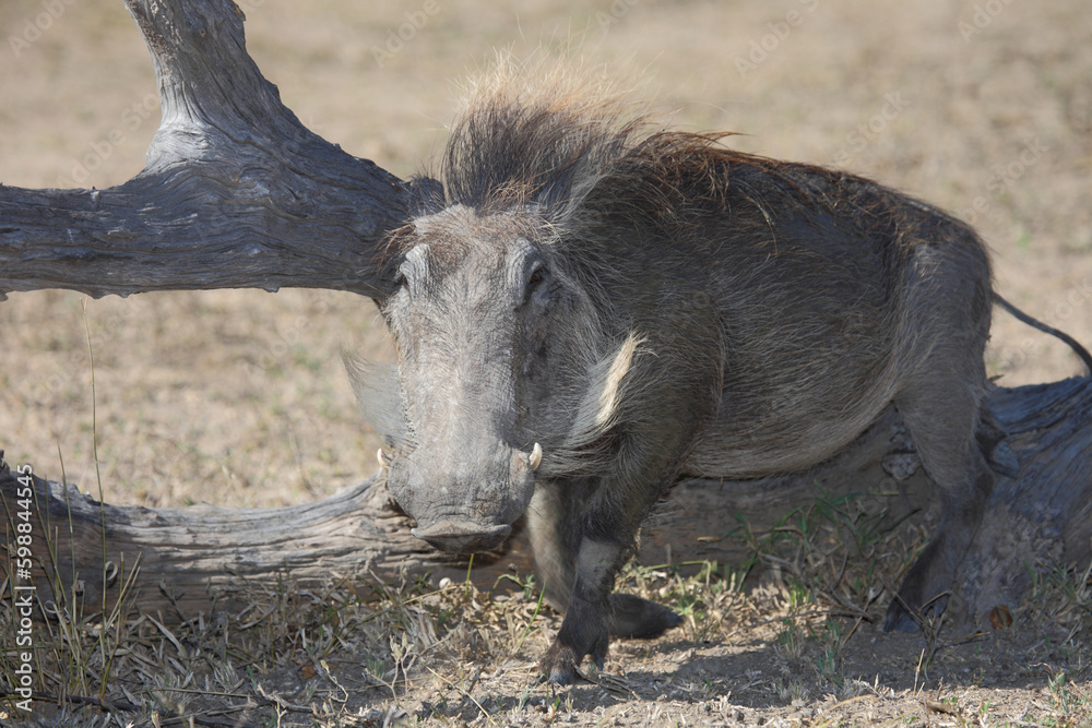 Warzenschwein / Warthog / Phacochoerus africanus Warzenschwein / Warthog / Phacochoerus africanus