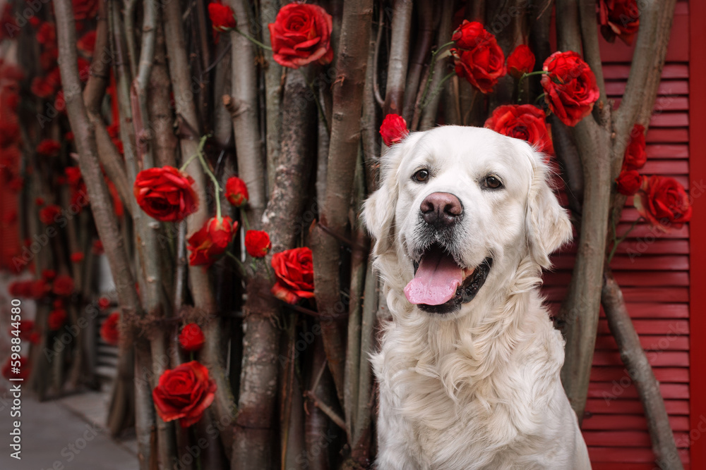 Portrait of a beautiful golden retriever