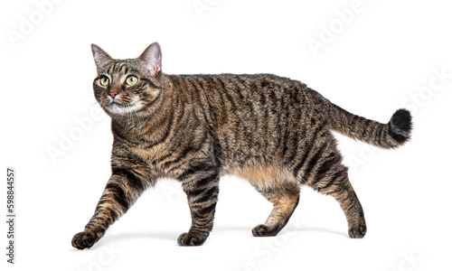 Side view of a Tabby crossbreed cat walking and looking away, isolated on white