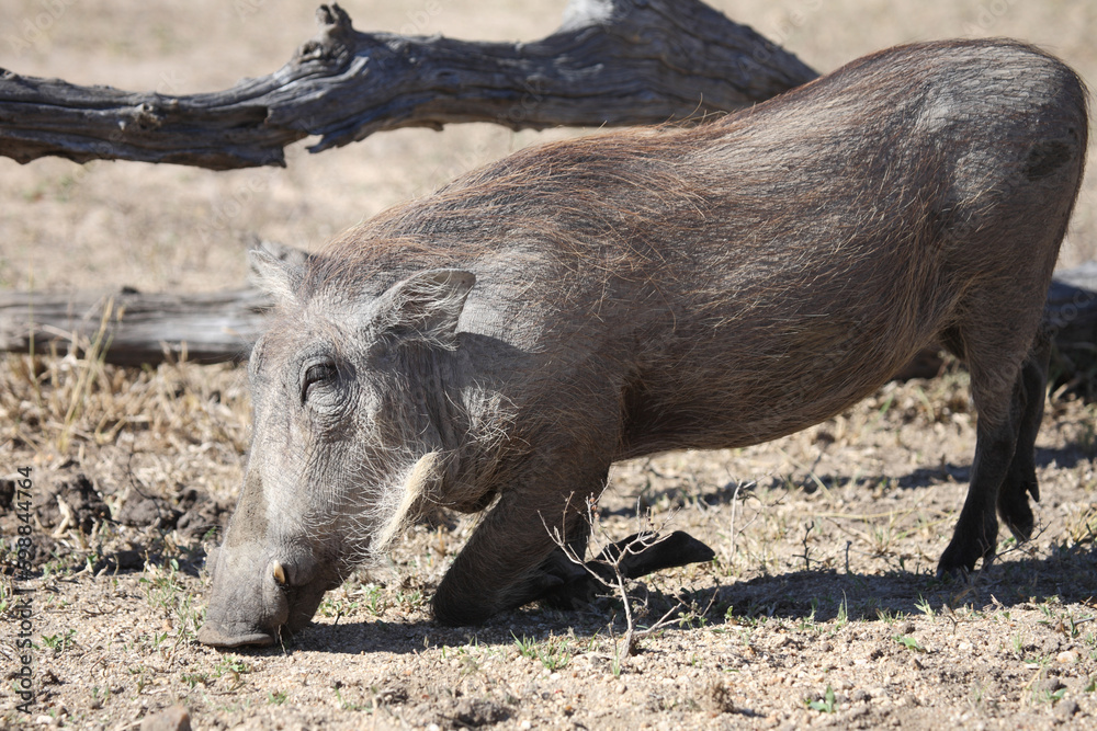 Warzenschwein / Warthog / Phacochoerus africanus Warzenschwein / Warthog / Phacochoerus africanus