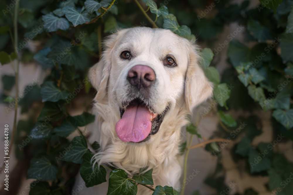 Portrait of a beautiful golden retriever