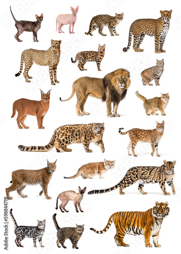 Photography educational Poster of several breeds and species of cats, both wild and domestic