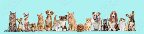 Group of cats and dogs sitting together isolated on blue background. Banner. Remastered