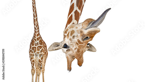 Portrait of a funny and cute giraffe upside down sticking tongue out; head down. with a perspective effect shrinking the body which creates a lot of depth, isolated on white