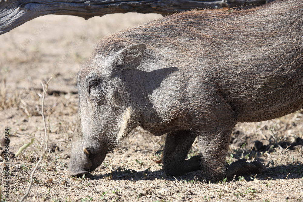 Warzenschwein / Warthog / Phacochoerus africanus Warzenschwein / Warthog / Phacochoerus africanus