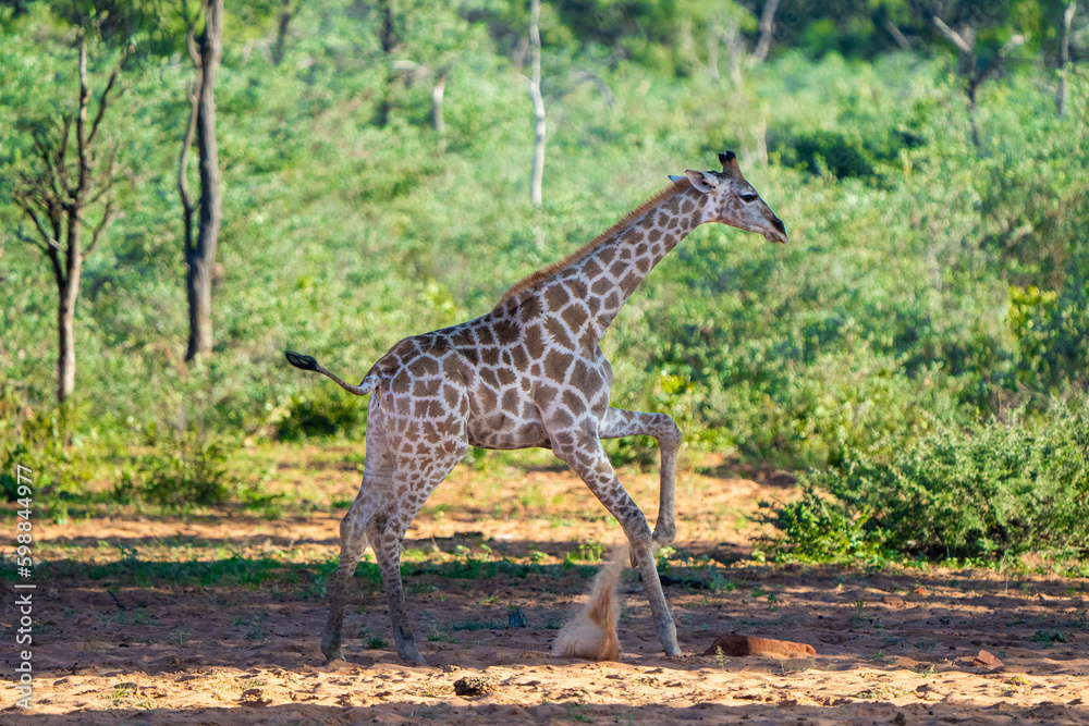 Adorable Baby Giraffe Playfully Jumping in the Wild: A Captivating Moment in Nature Adorable Baby Giraffe Playfully Jumping in the Wild: A Captivating Moment in Nature