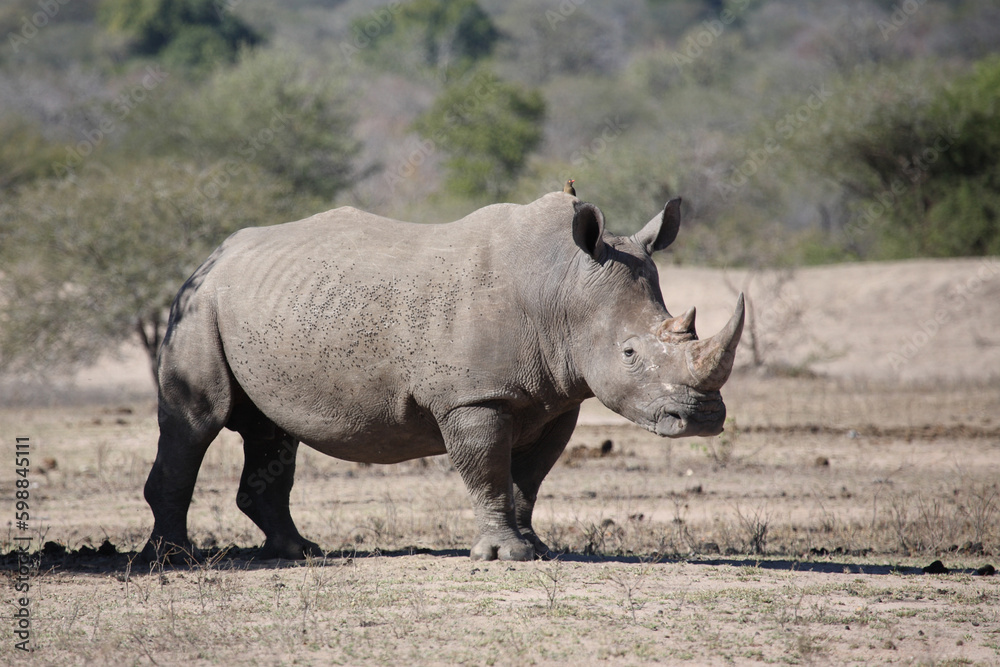 Breitmaulnashorn und Rotschnabel-Madenhacker / Square-lipped rhinoceros and Red-billed oxpecker / Ceratotherium simum et Buphagus erythrorhynchus Breitmaulnashorn und Rotschnabel-Madenhacker / Square-lipped rhinoceros and Red-billed oxpecker / Ceratotherium simum et Buphagus erythrorhynchus