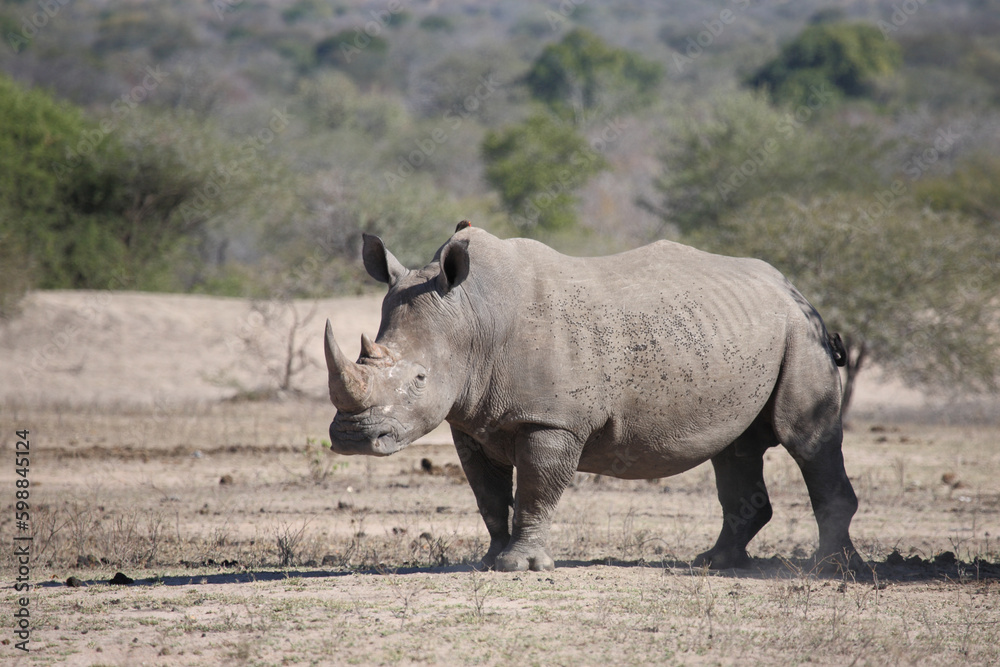 Obraz premium Breitmaulnashorn / Square-lipped rhinoceros / Ceratotherium simum