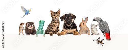 Group of pets leaning together on a empty web banner to place text. Cats, dogs, rabbit, ferret, rodent, reptile, bird