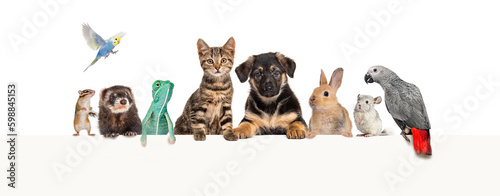Photography Group of pets leaning together on a empty web banner to place text