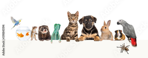 Group of pets leaning together on a empty web banner to place text.   Cats  dogs  rabbit  ferret  rodent  reptile  bird