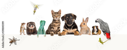 Fototapeta Naklejka Na Ścianę i Meble -  Group of pets leaning together on a empty web banner to place text. Cat, dog, rabbit, ferret, rodent, reptile, bird, spider