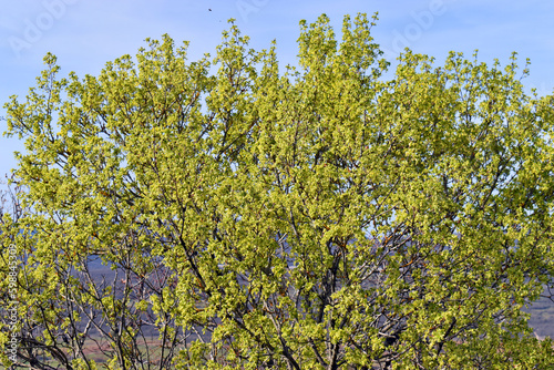 New flowers and leaves of the Montpellier maple (Acer monspessulanum) photo