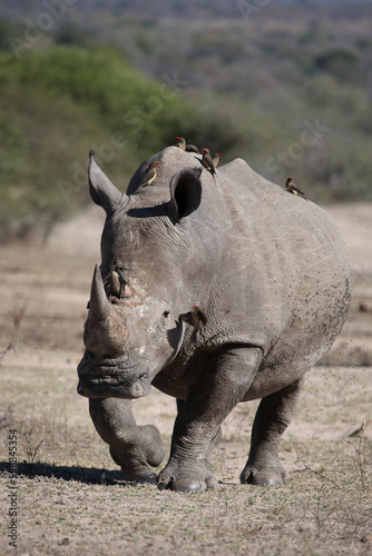 Breitmaulnashorn und Rotschnabel-Madenhacker / Square-lipped rhinoceros and Red-billed oxpecker / Ceratotherium simum et Buphagus erythrorhynchus