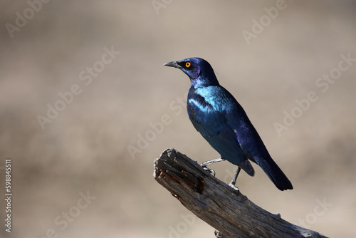 Grünschwanz-Glanzstar / Greater blue-eared starling / Lamprotornis chalybaeus. © Ludwig