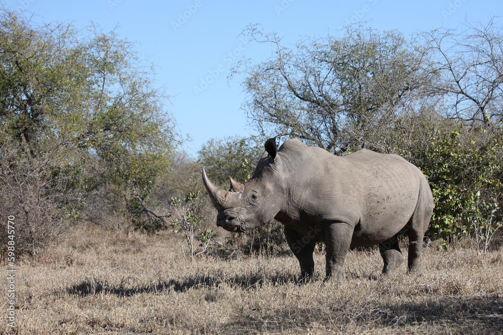Obraz premium Breitmaulnashorn / Square-lipped rhinoceros / Ceratotherium simum