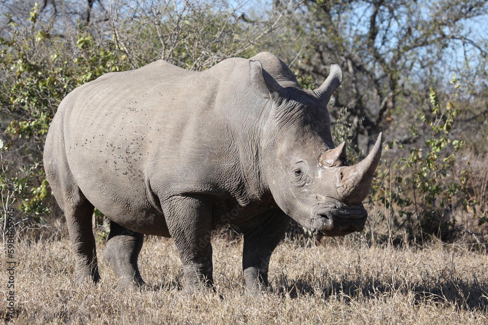 Obraz premium Breitmaulnashorn / Square-lipped rhinoceros / Ceratotherium simum