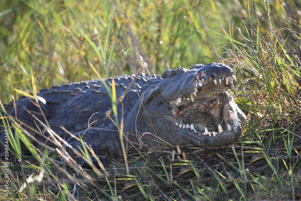 Fototapeta premium Nilkrokodil / Nile crocodile / Crocodylus niloticus..