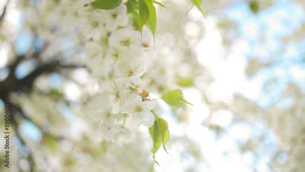 Spring flowering cherry, white flowers close-up, Selective focus and shallow Depth of field. High quality FullHD footage Spring flowering cherry, white flowers close-up, Selective focus and shallow Depth of field. High quality FullHD footage