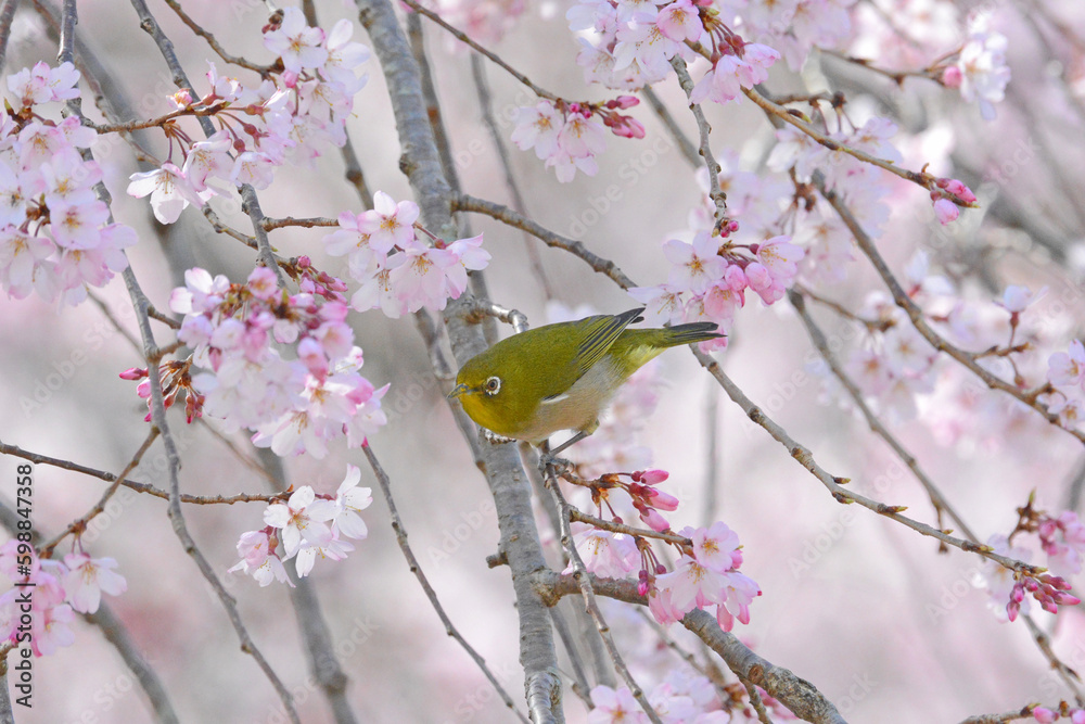 シダレザクラとメジロ