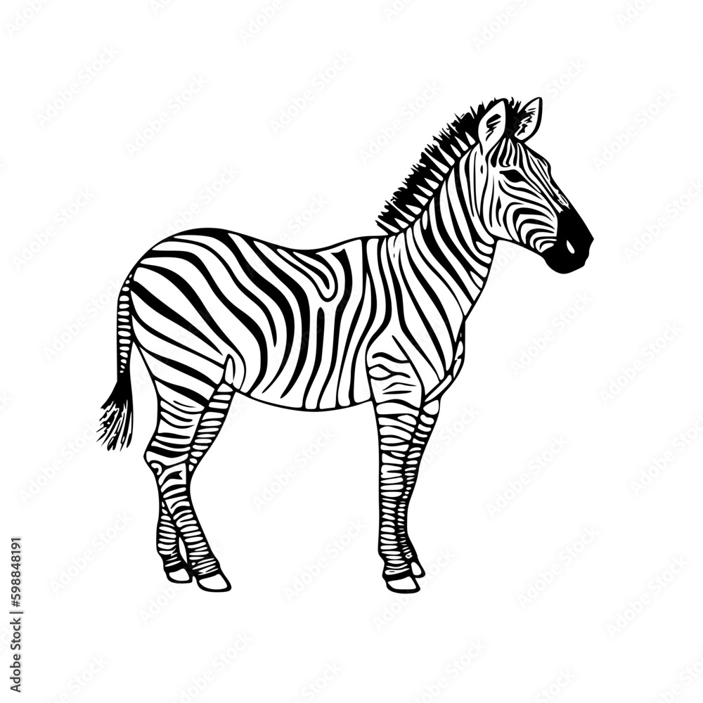 Fototapeta premium zebra vector illustration