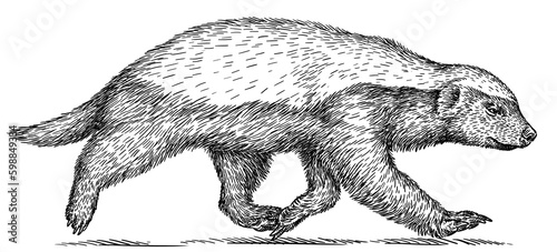 Vintage engraving isolated honey badger set illustration ink sketch. Ratel background tropical animal silhouette art. Black and white hand drawn image.