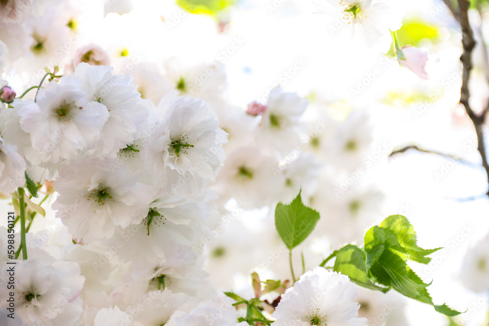 Branches blooming with white flowers. White flowers. Spring flowering. Photo of nature.