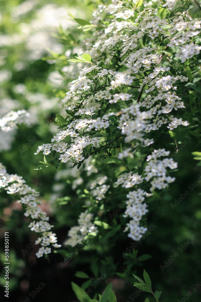 Branches blooming with white flowers. White flowers. Spring flowering. Photo of nature. Branches blooming with white flowers. White flowers. Spring flowering. Photo of nature.