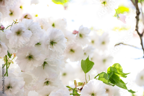 Branches blooming with white flowers. White flowers. Spring flowering. Photo of nature.