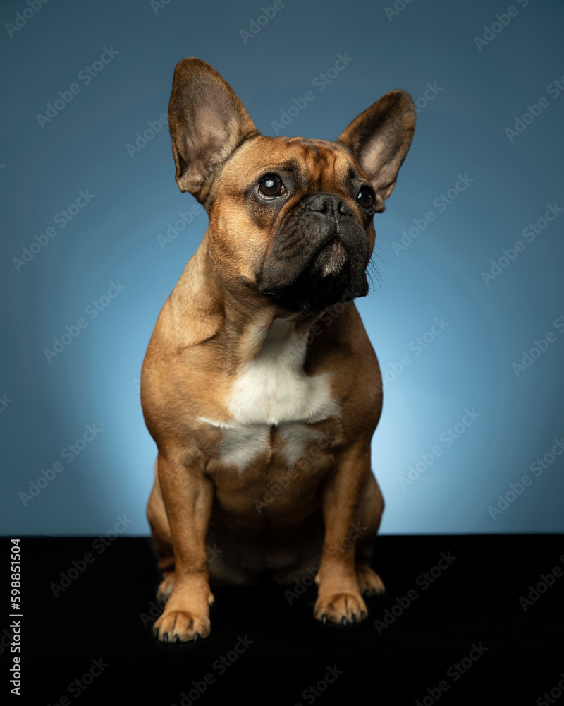 French bulldog on black stand with blue background